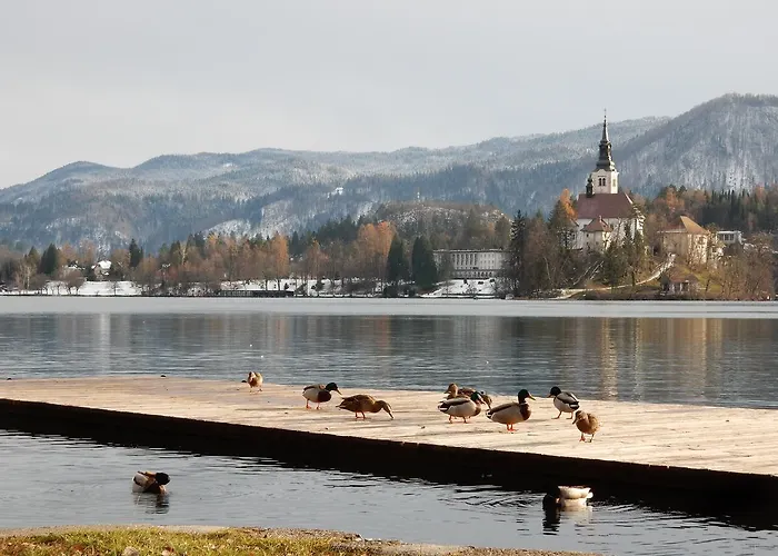 House Sebanc * 布莱德